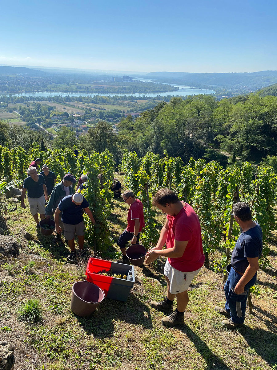 équipe vendanges 2024 cave cluzel