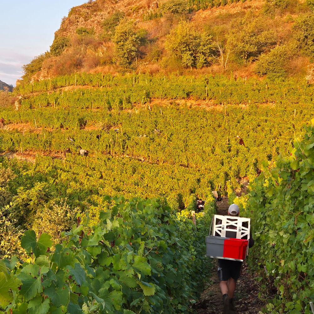 Retour sur les vendanges 2024 