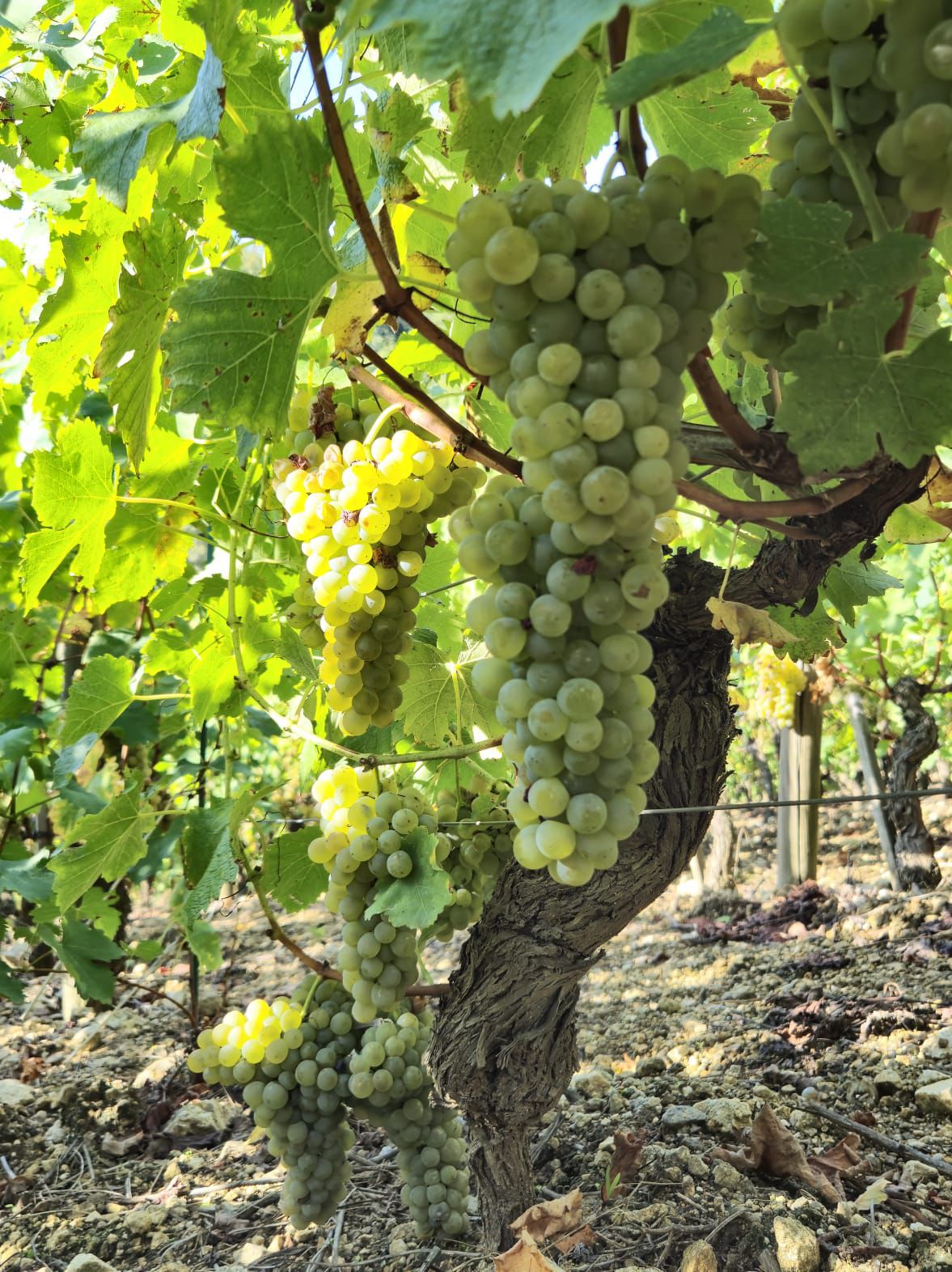 grappe raisin blanc vendanges 2024