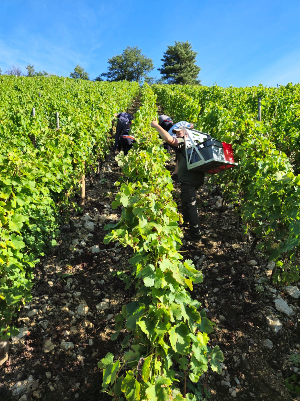 porteur parcelle en coteau vendanges cave cluzel 2024